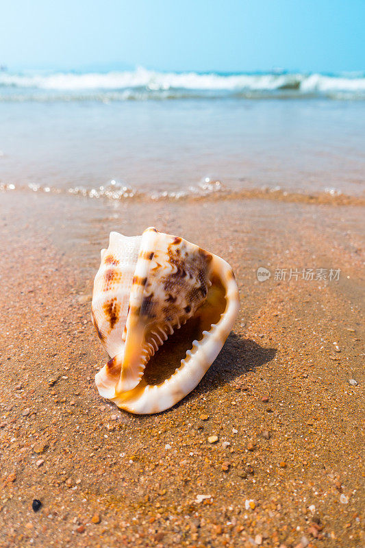 海滩上的海螺壳