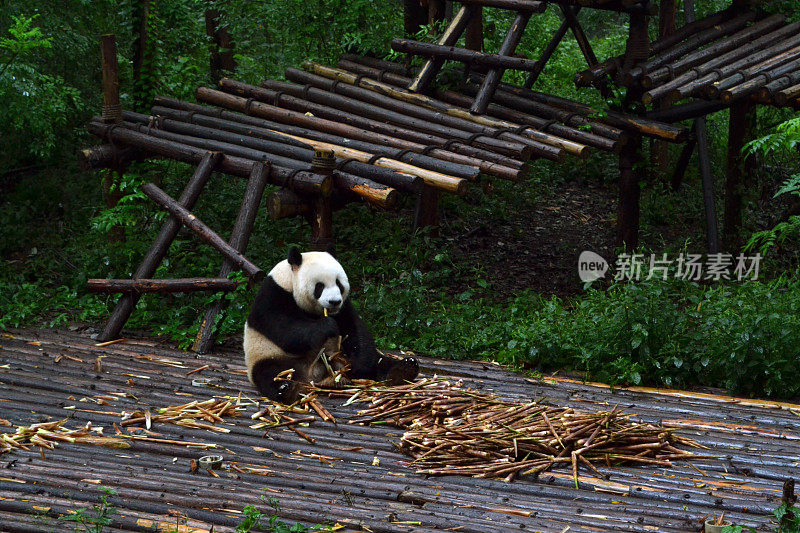 熊猫:可以说是成都的象征，甚至是四川省的象征
