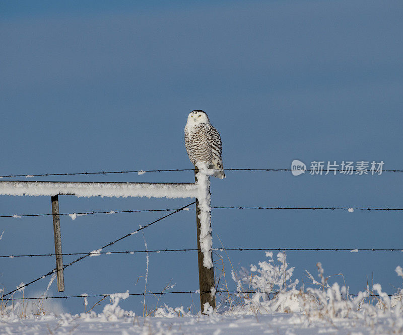 雪