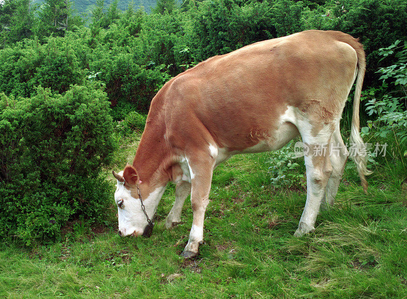 两头牛在草地上。