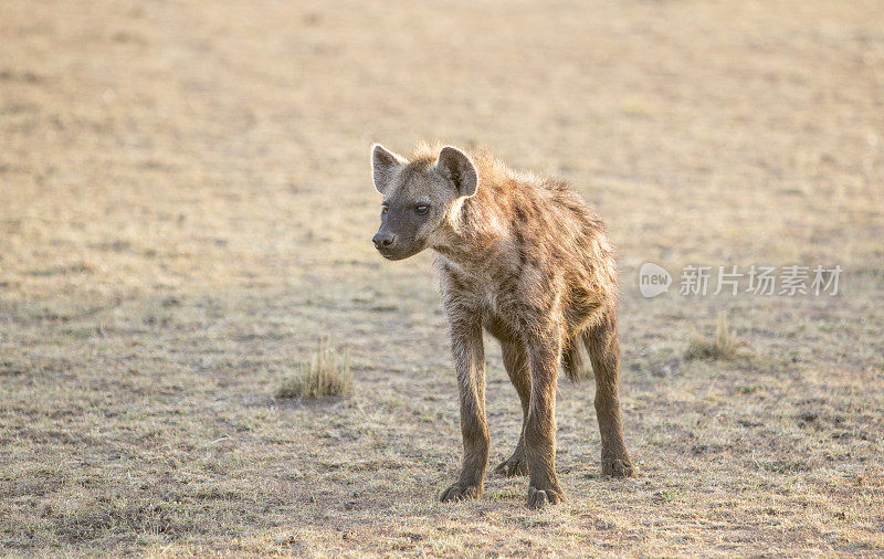 马赛马拉的鬣狗，奥拉雷·摩托罗吉保护区，肯尼亚，东非，非洲，