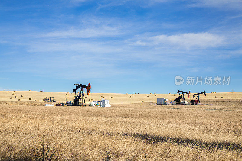 油泵千斤顶和油桶在农田中间。景观。石油工业设备。卡尔加里,加拿大阿尔伯塔省。