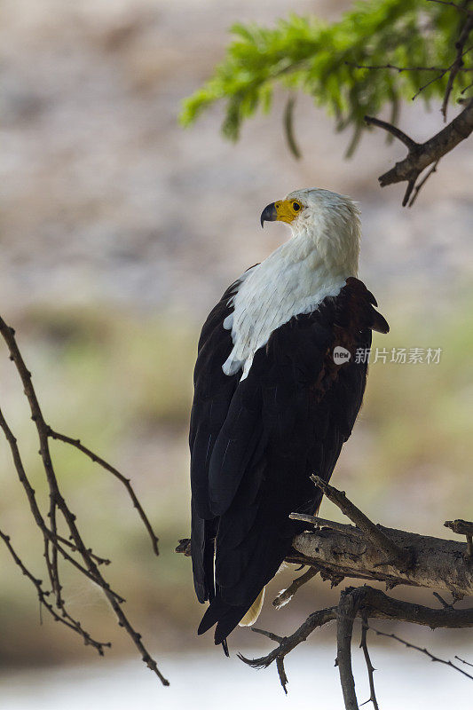 南非克鲁格国家公园的非洲鱼鹰