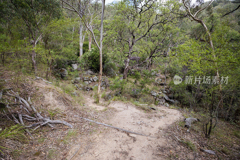 一条崎岖不平的土路蜿蜒穿过一片崎岖不平的森林