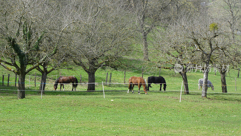 在瑞士侏罗-诺德地区Romainm?tier-Envy附近的果园里吃草的马