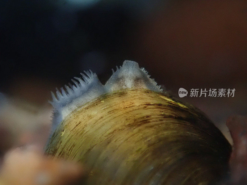 滤食蛤特写