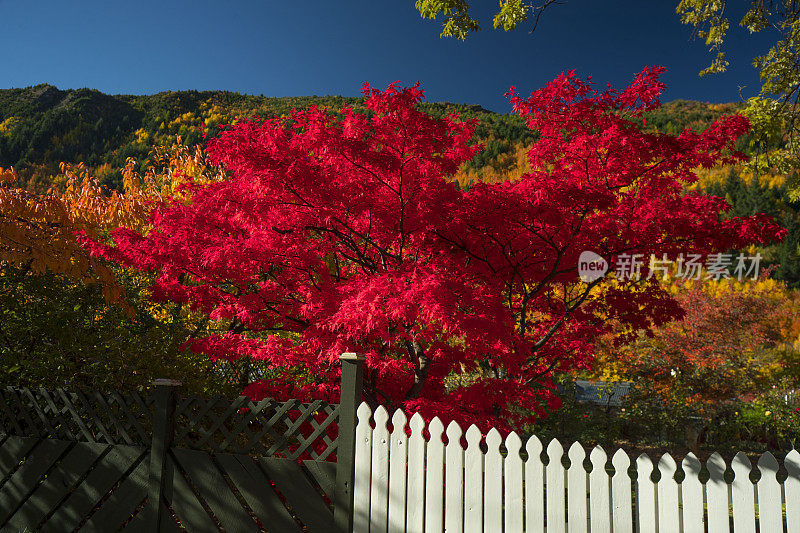 Arrowtown在秋天