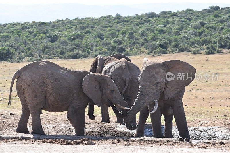 一个大象家族的特写站在一个水坑阿多大象公园在科尔切斯特，南非
