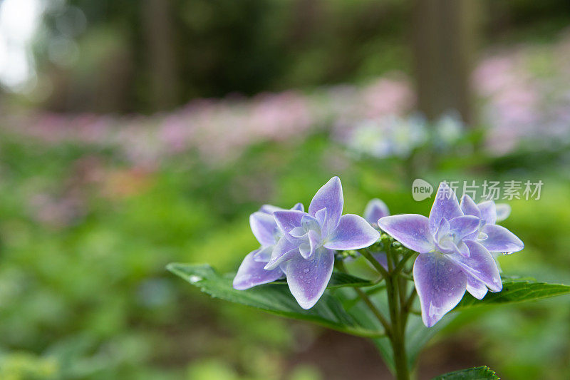 蓝白绣球花