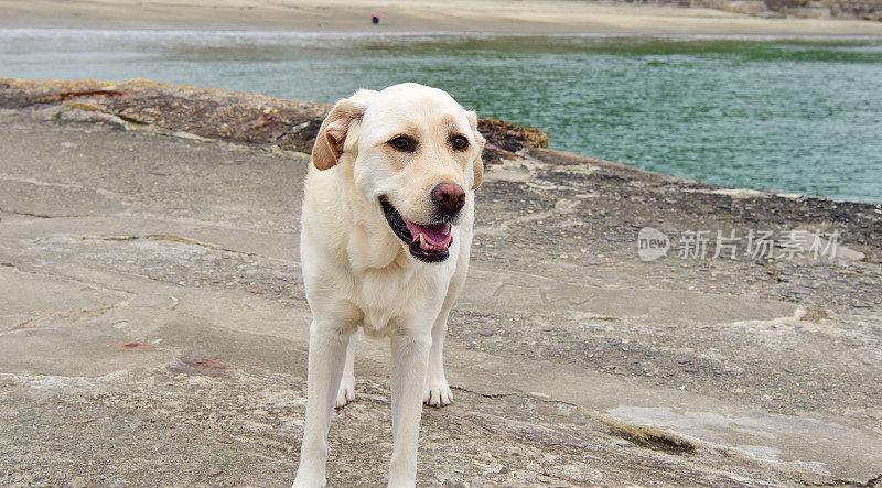 康沃尔的拉布拉多寻回犬