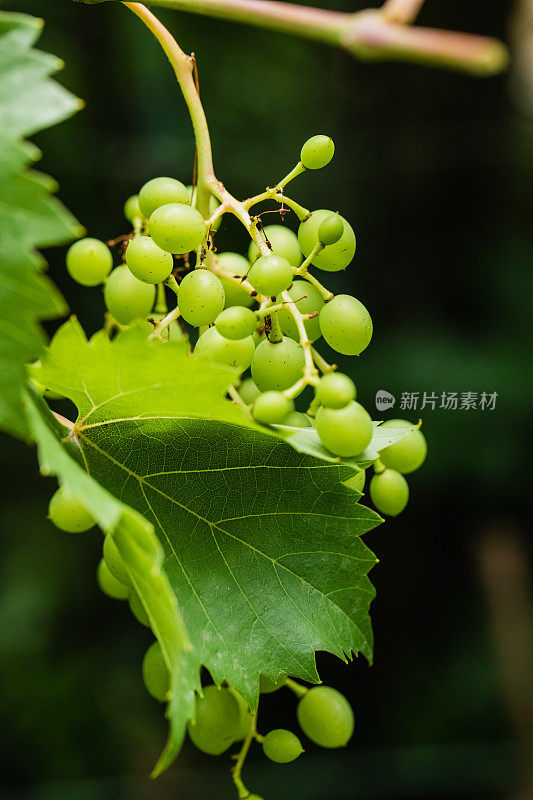 葡萄簇，近景，无人