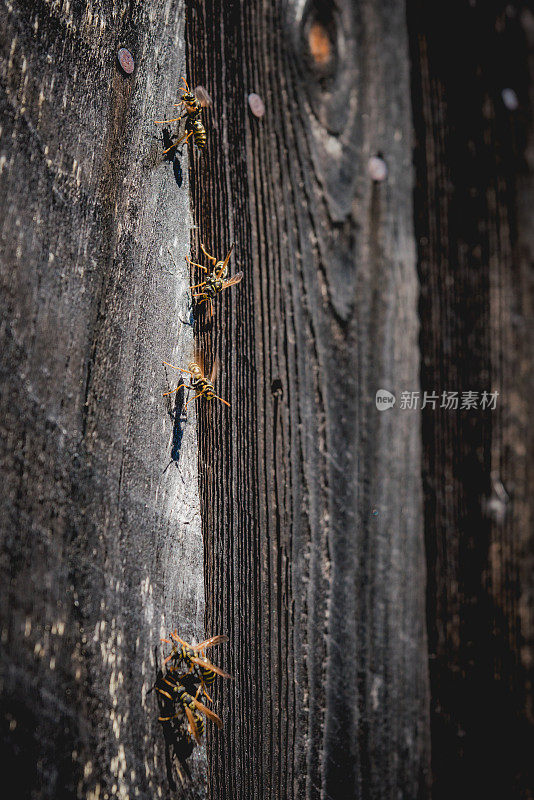黄蜂和谷仓木材