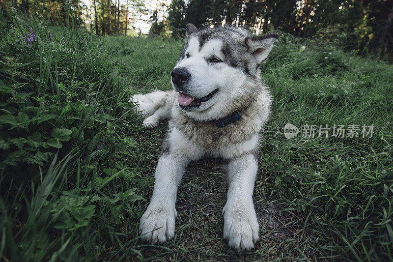 美丽的雪橇犬躺在草地上，戴着gps项圈