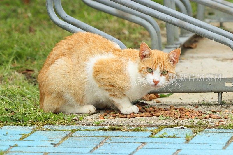 街上的家猫