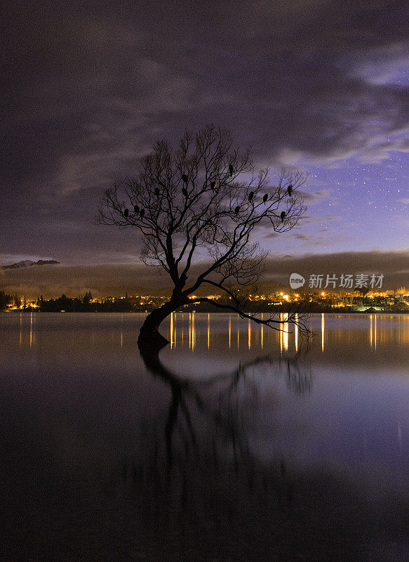 黎明接近新西兰瓦纳卡湖的树
