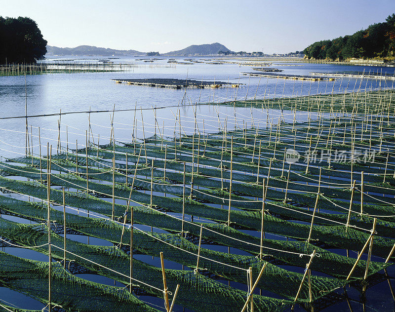 日本三重县Ago湾海藻养殖场