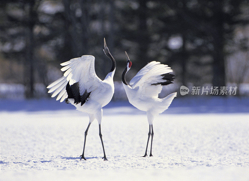 雪景中的日本鹤