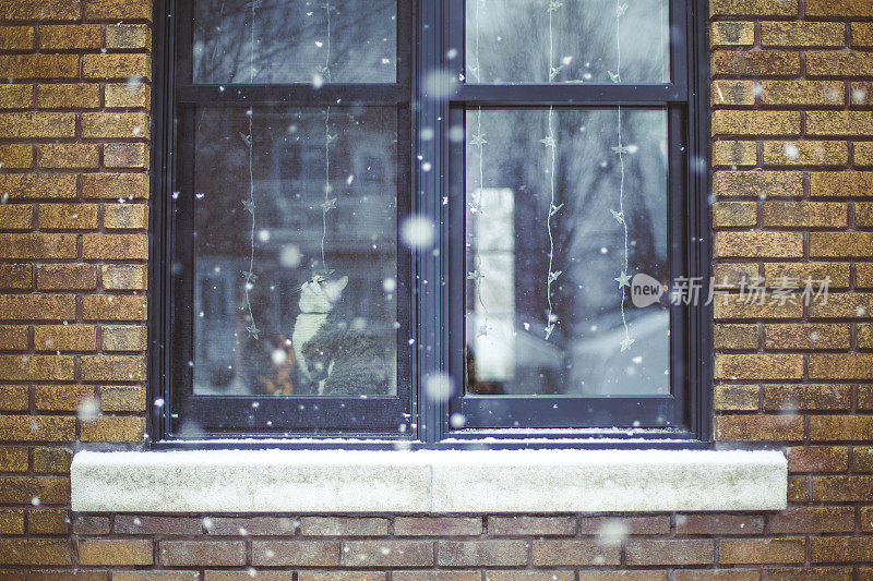 猫在下雪的窗户和圣诞灯