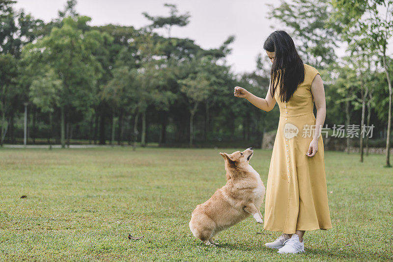 亚洲中国女性喂养和有亲密的时间与她的宠物柯基在公园