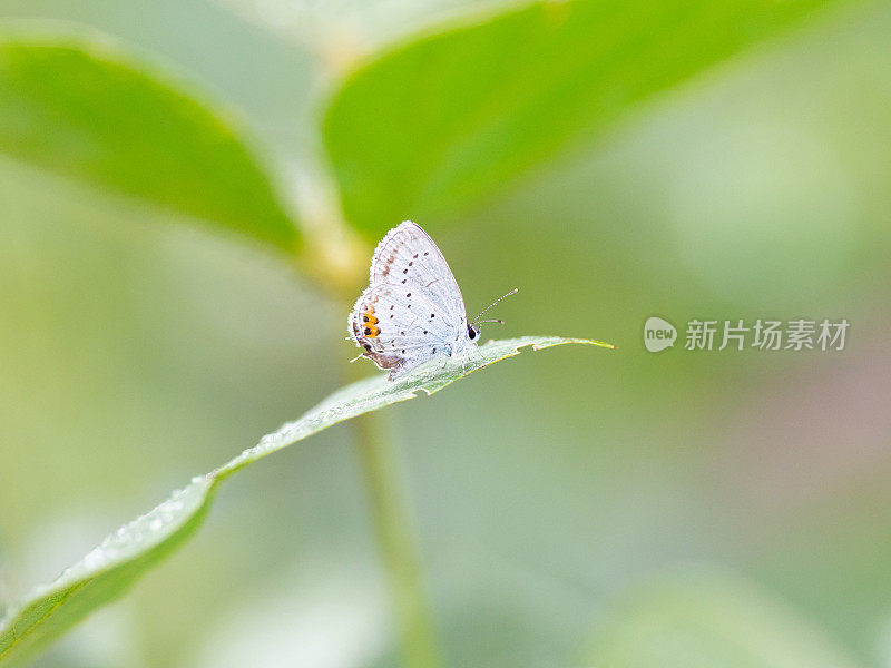 蝴蝶小灰蝶科特写