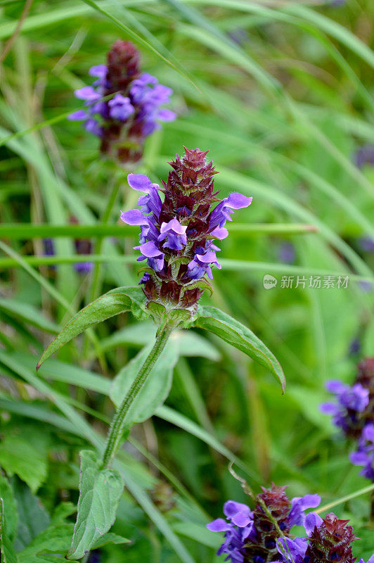 韩国的野花(丁香花自愈)