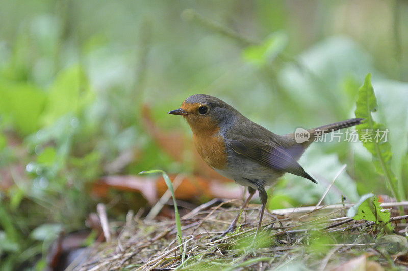 罗宾(红心rubecula)