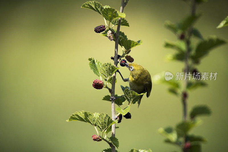 吃水果的鸟