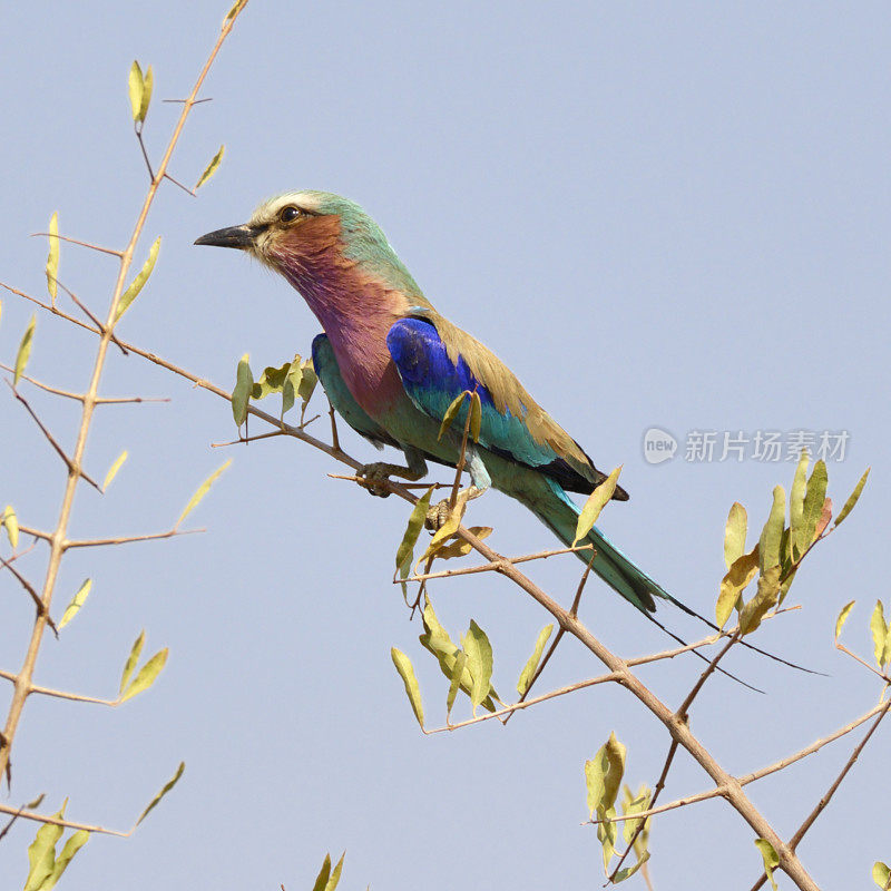 紫丁香-乳香滚子栖息在津巴布韦树顶