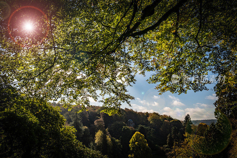 秋日的阳光穿过英国乡间的树林