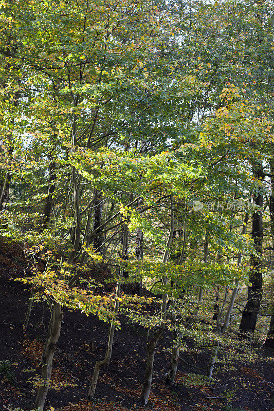 山上有秋天的山毛榉树