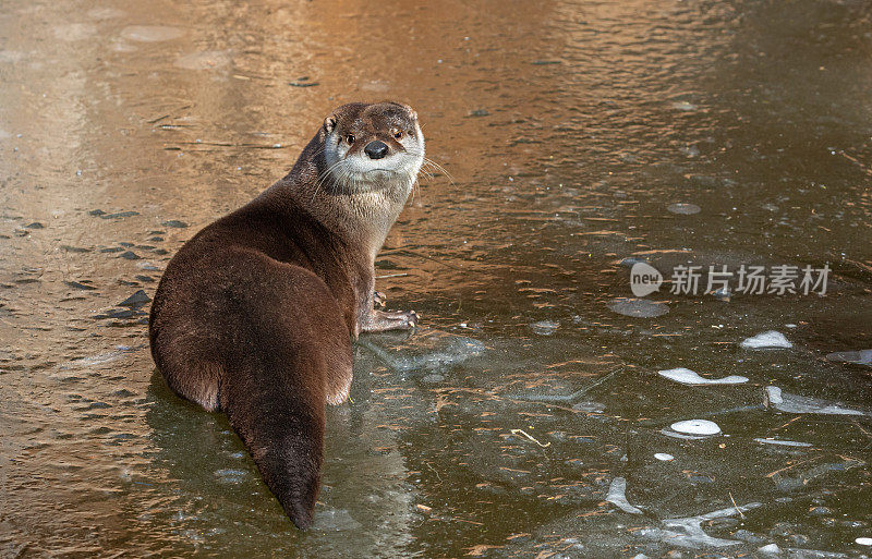 坐在冰上的欧洲水獭