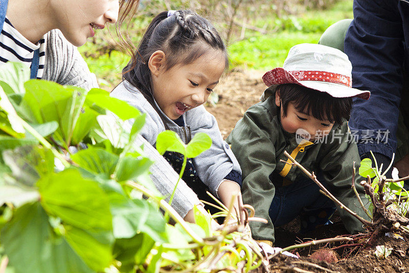 孩子们在和父母一起挖菜