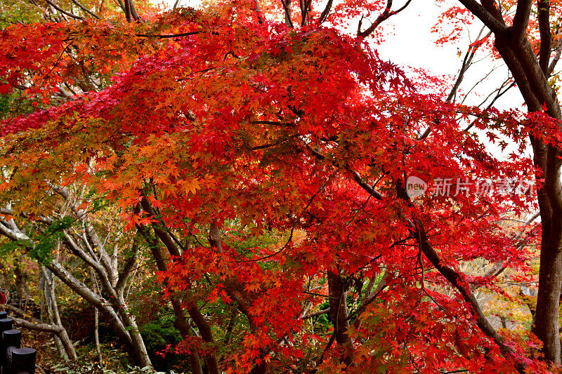 东京八王子市高雄山的秋叶