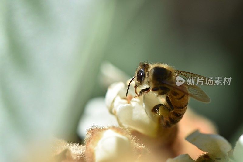 近距离观察一只蜜蜂从一朵花中吸食花蜜