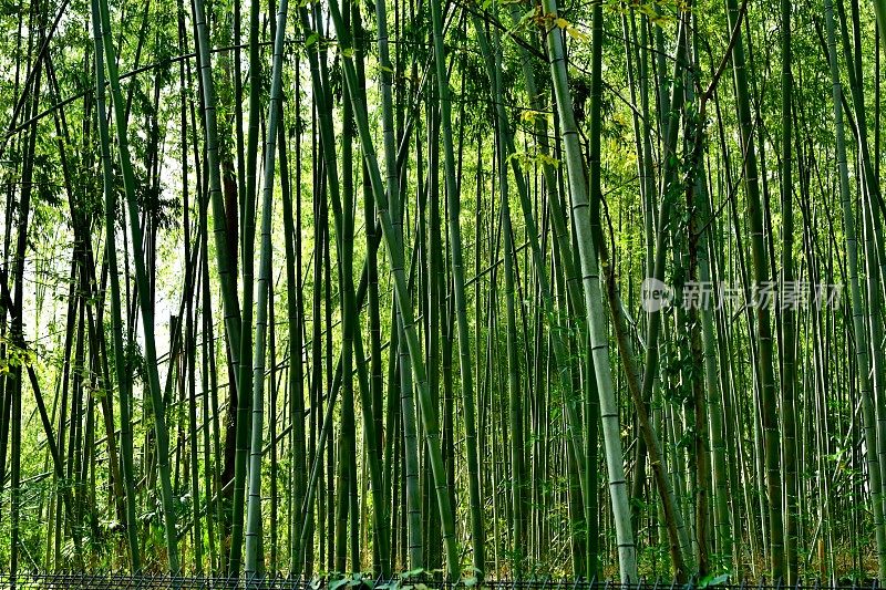 京都佐野的竹林