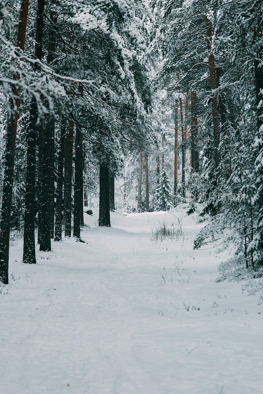 神奇的雪覆盖了树木。美丽的冬天的风景