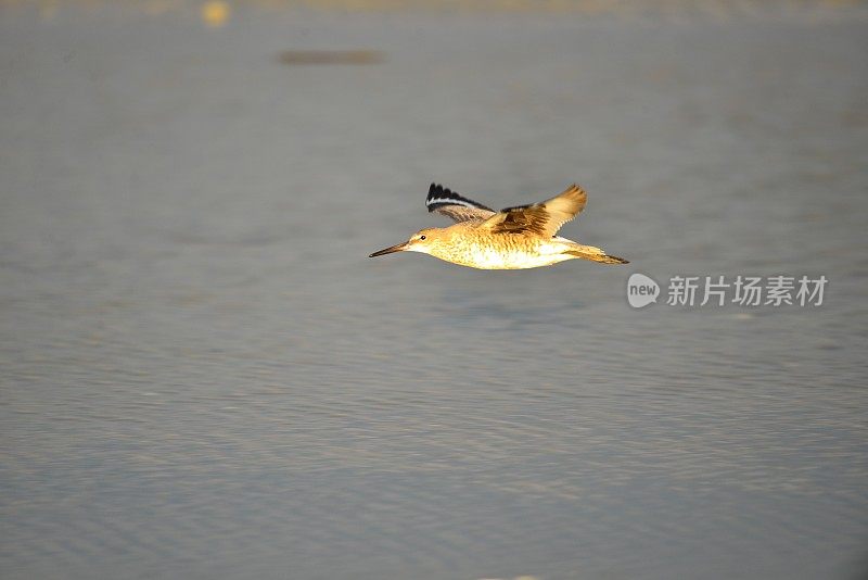 东方鹞在飞行