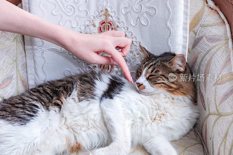 推挤:女人用手抚摸着睡着的猫