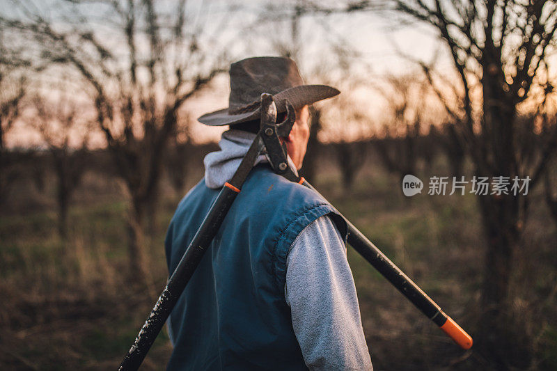 高级男子准备修剪果树