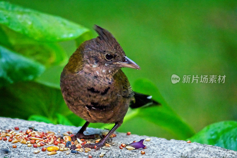 东方鞭鸟