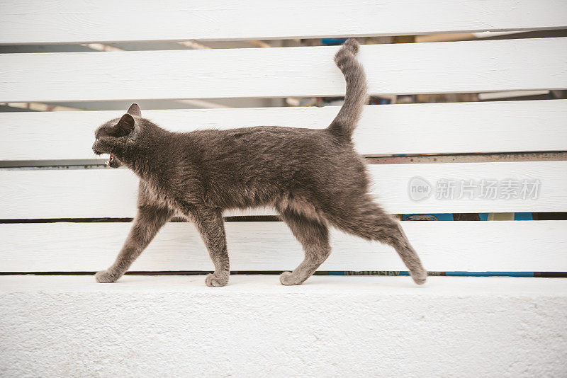 希腊圣托里尼岛，一只猫在篱笆上