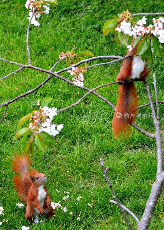 两只红松鼠和一棵开花的果树