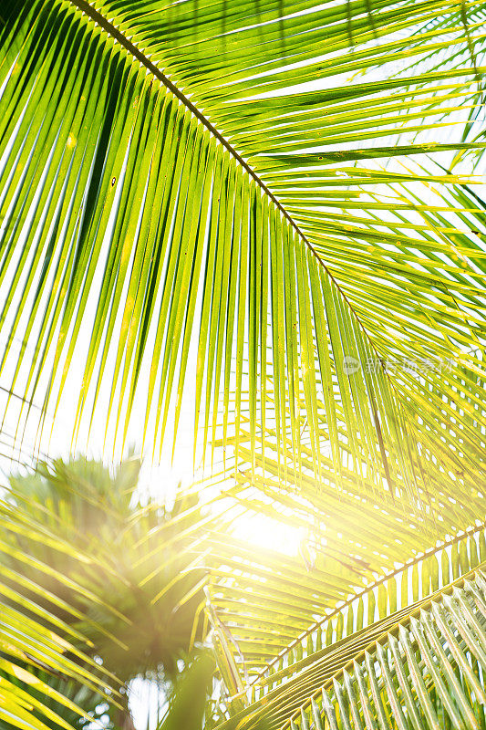 阳光穿过热带棕榈树的叶子