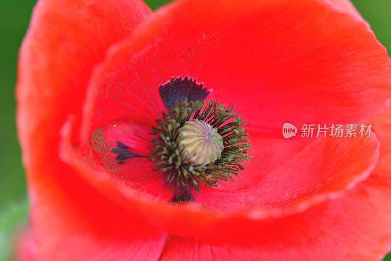 雪莉罂粟花的特写照片与焦点在雌蕊和雄蕊