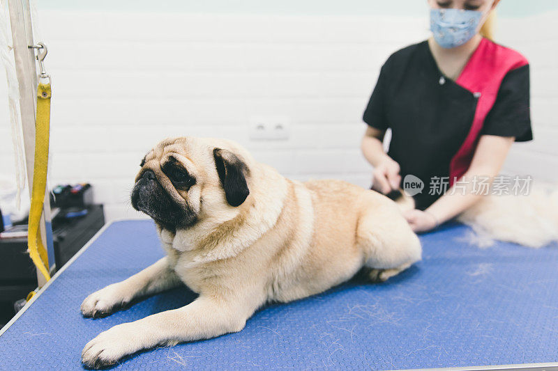 女人美容师在狗温泉为哈巴狗美容