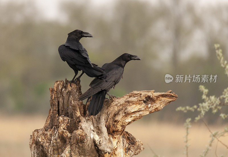 两只普通乌鸦;栖息在一个老树桩上，背靠散光的自然背景。