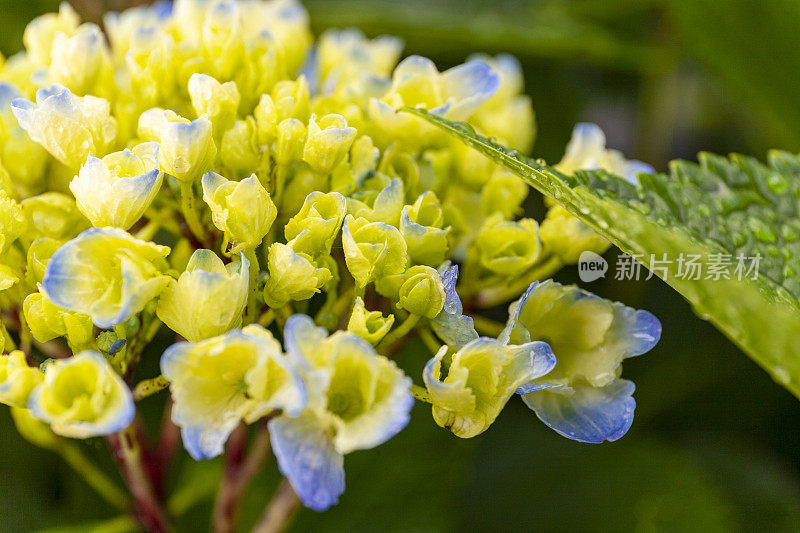 绣球植物叶和花的微照片