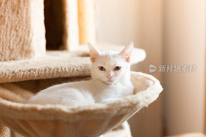 小白猫躺在猫吊床上，望着照相机