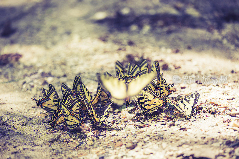 加拿大虎斑蝶组