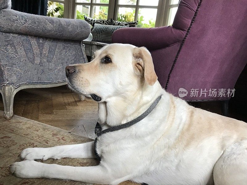 拉布拉多寻回犬